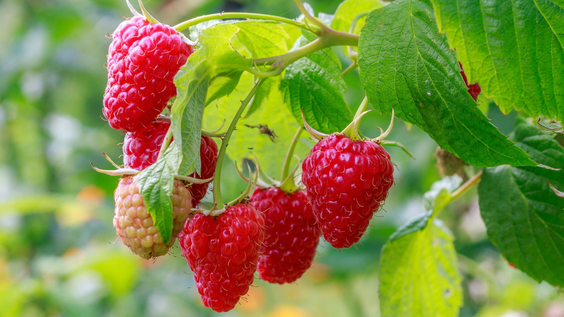 raspberries
