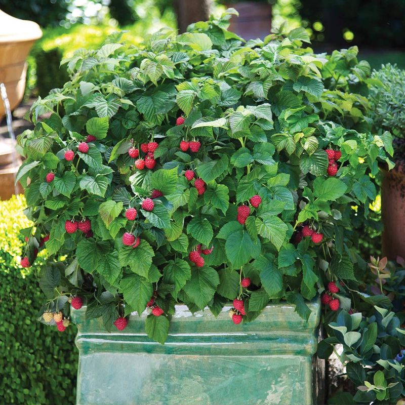 Choose The Right Raspberry Variety
