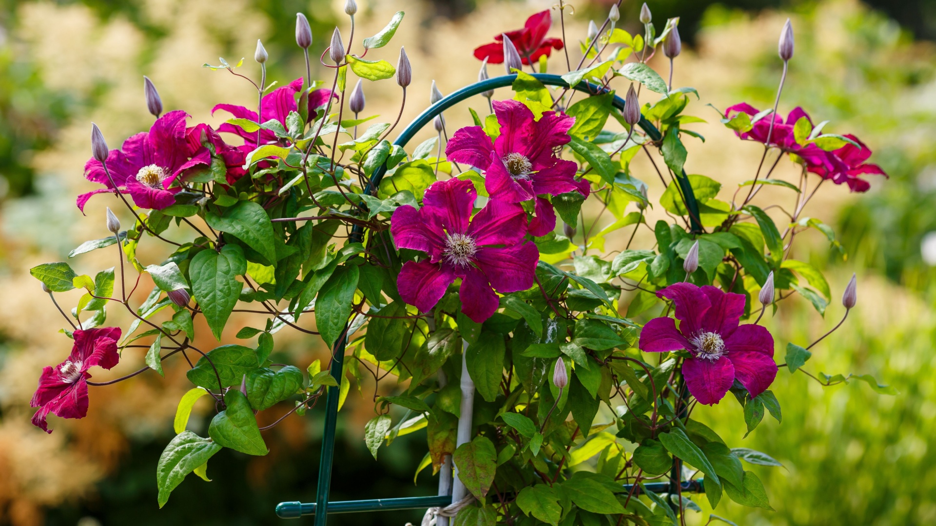16 Simple Ways To Revive Your Struggling Clematis