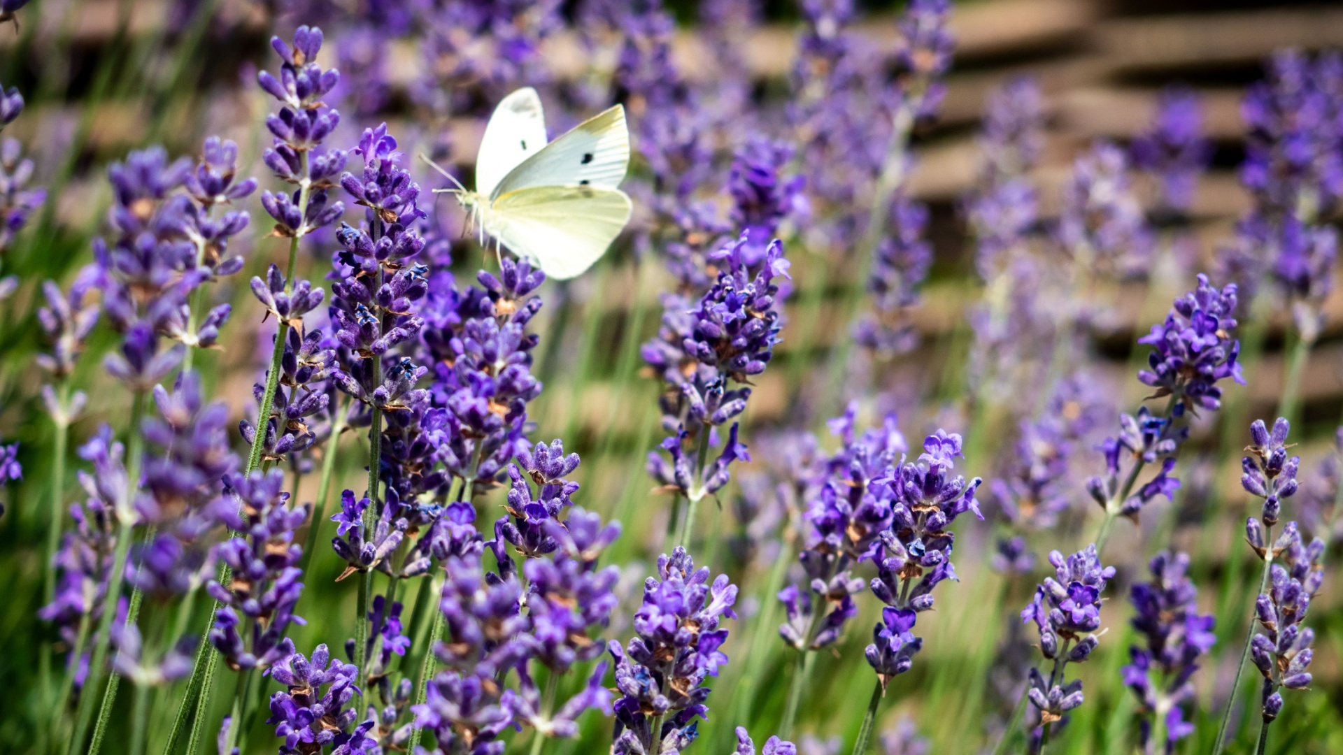 white butterfly on a lavender plant in summer