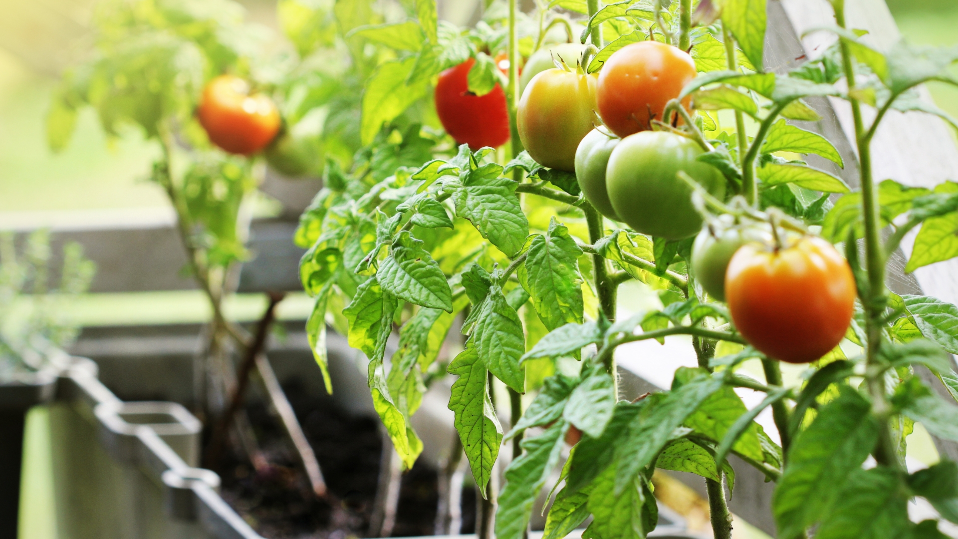 16 Surprising Vegetables You Can Grow Easily In Containers (And How To Do It)