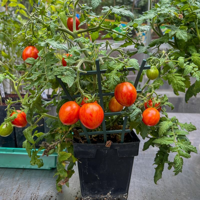 Cherry Tomatoes