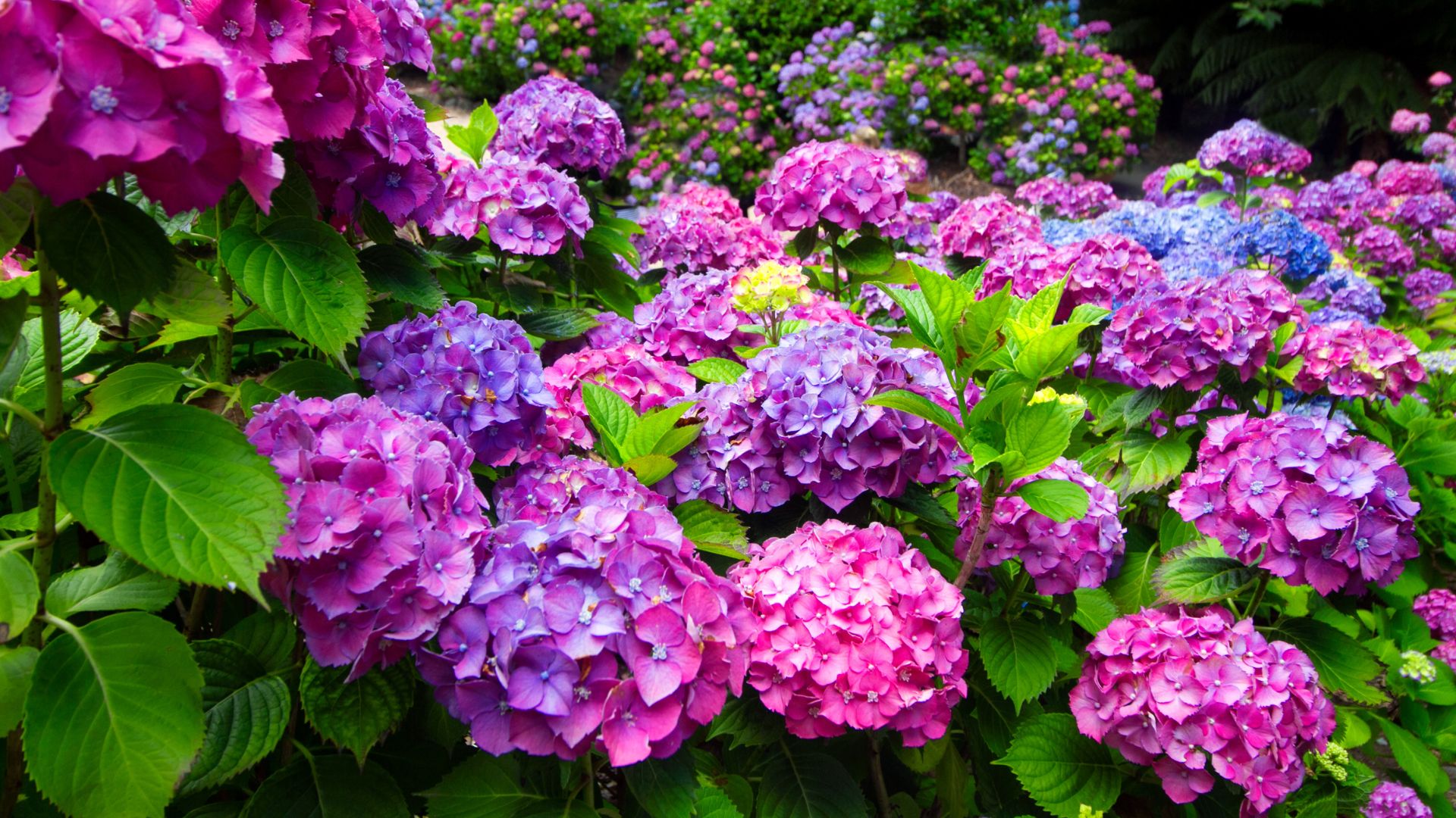 hydrangeas