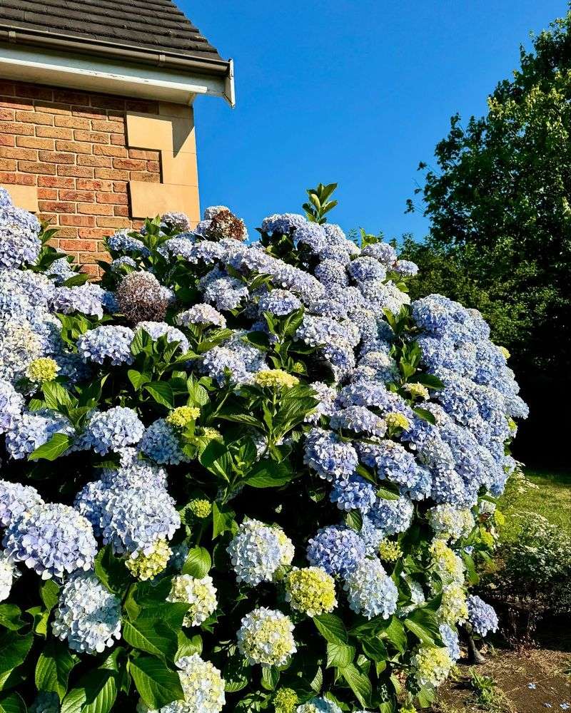 Morning Is Prime Watering Time