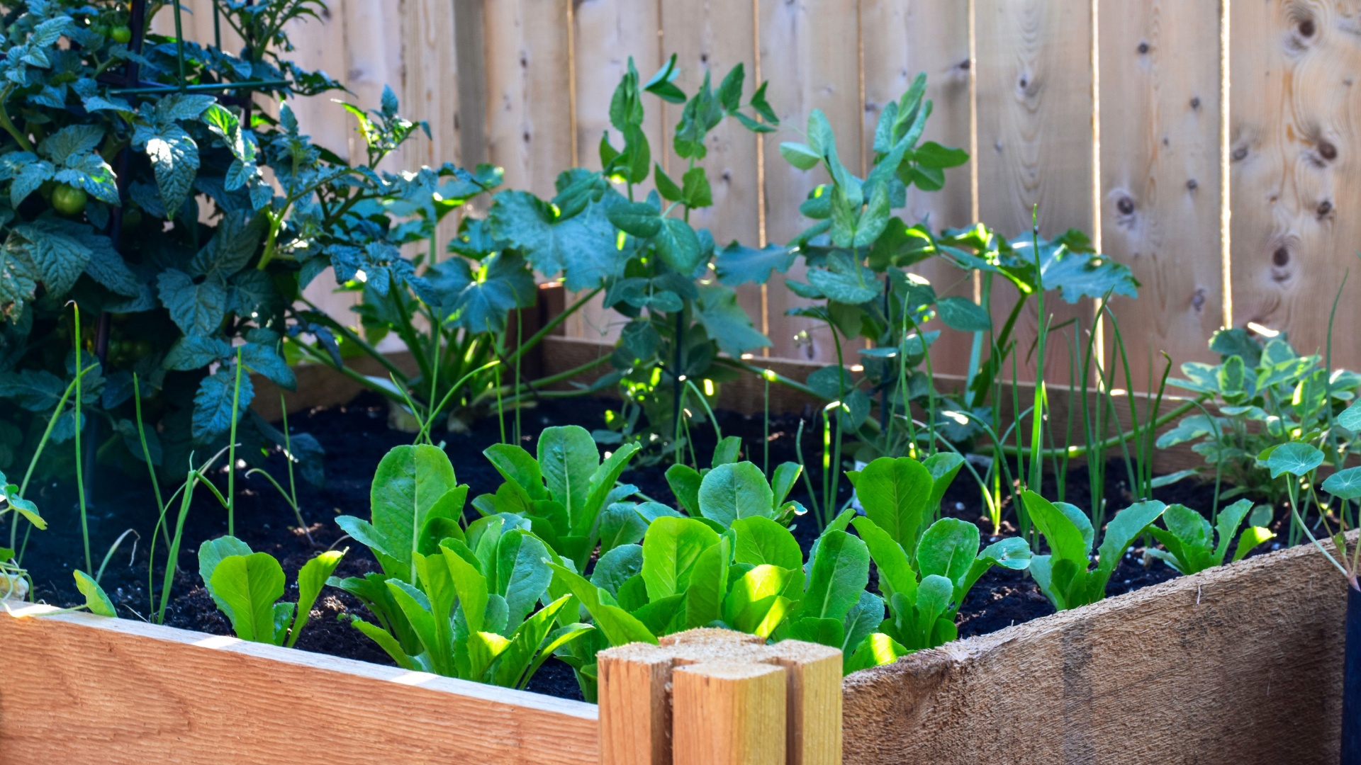 veggie garden