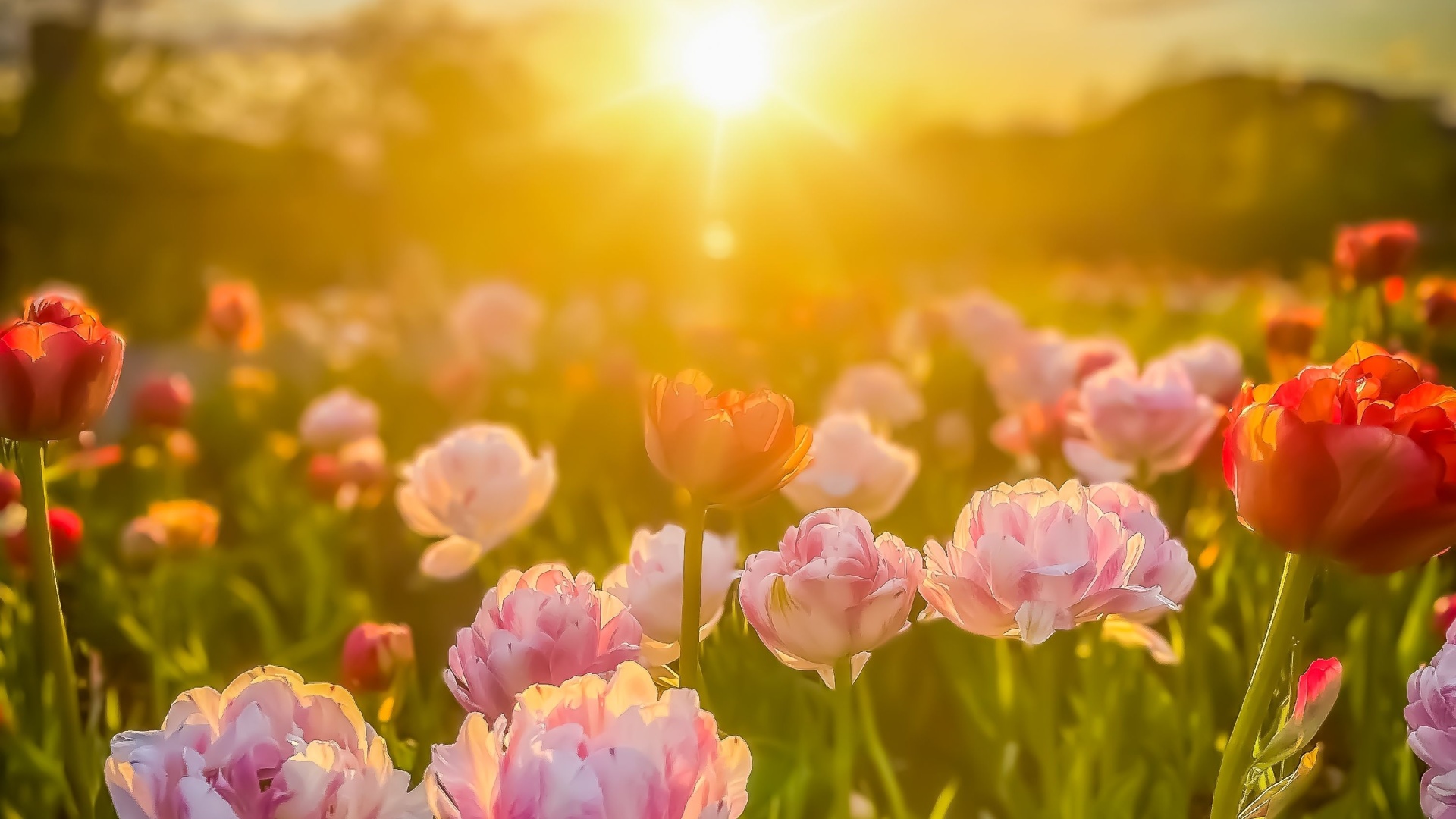 flowers in sunset