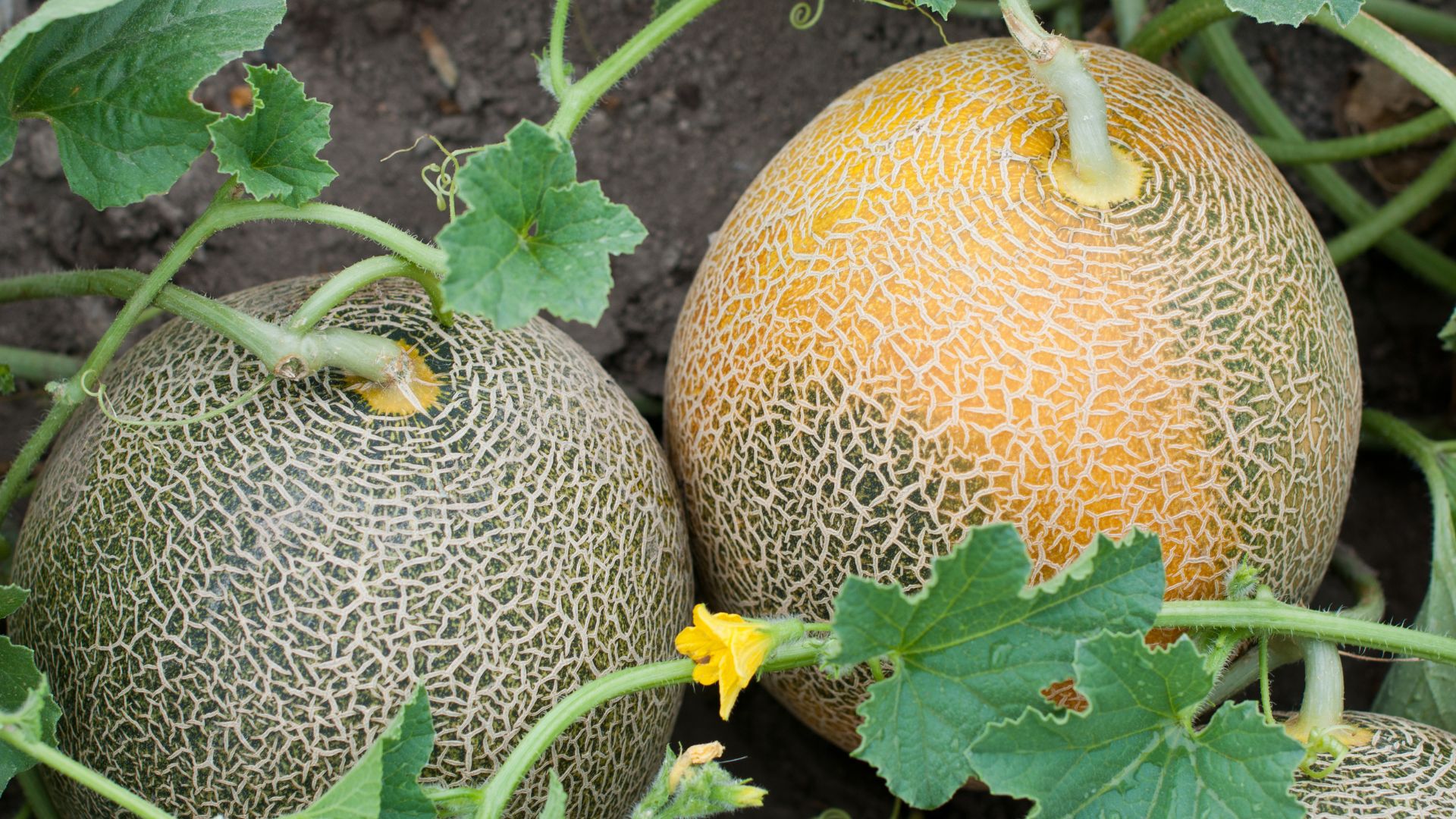 16 Tips For Growing The Best Melons In Your Garden (Plus Some You Might Not Have Considered)