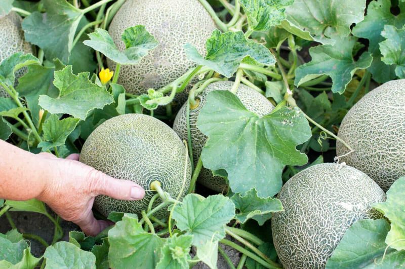 Start With Warm Soil