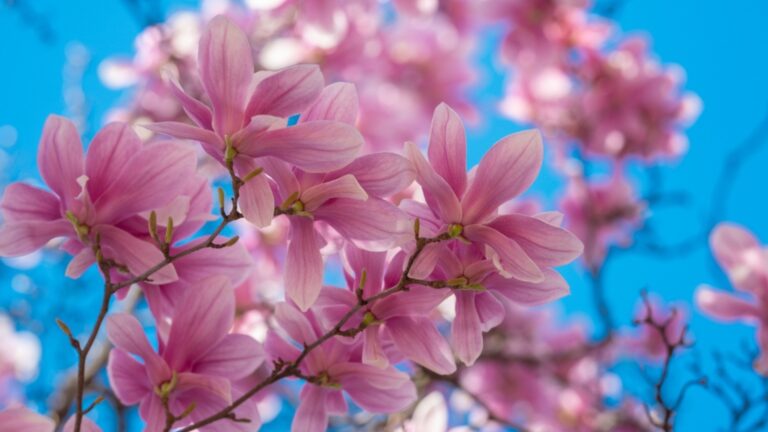 magnolia blooms
