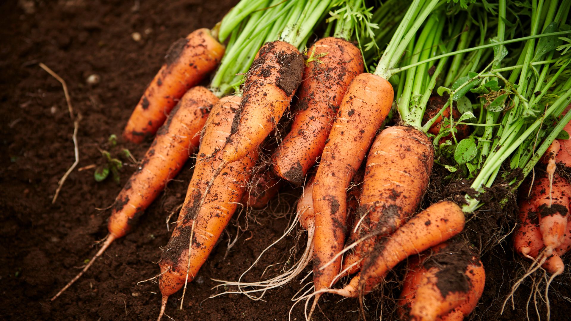 carrots
