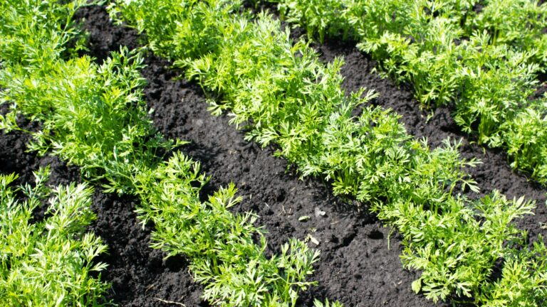 carrot seedlings