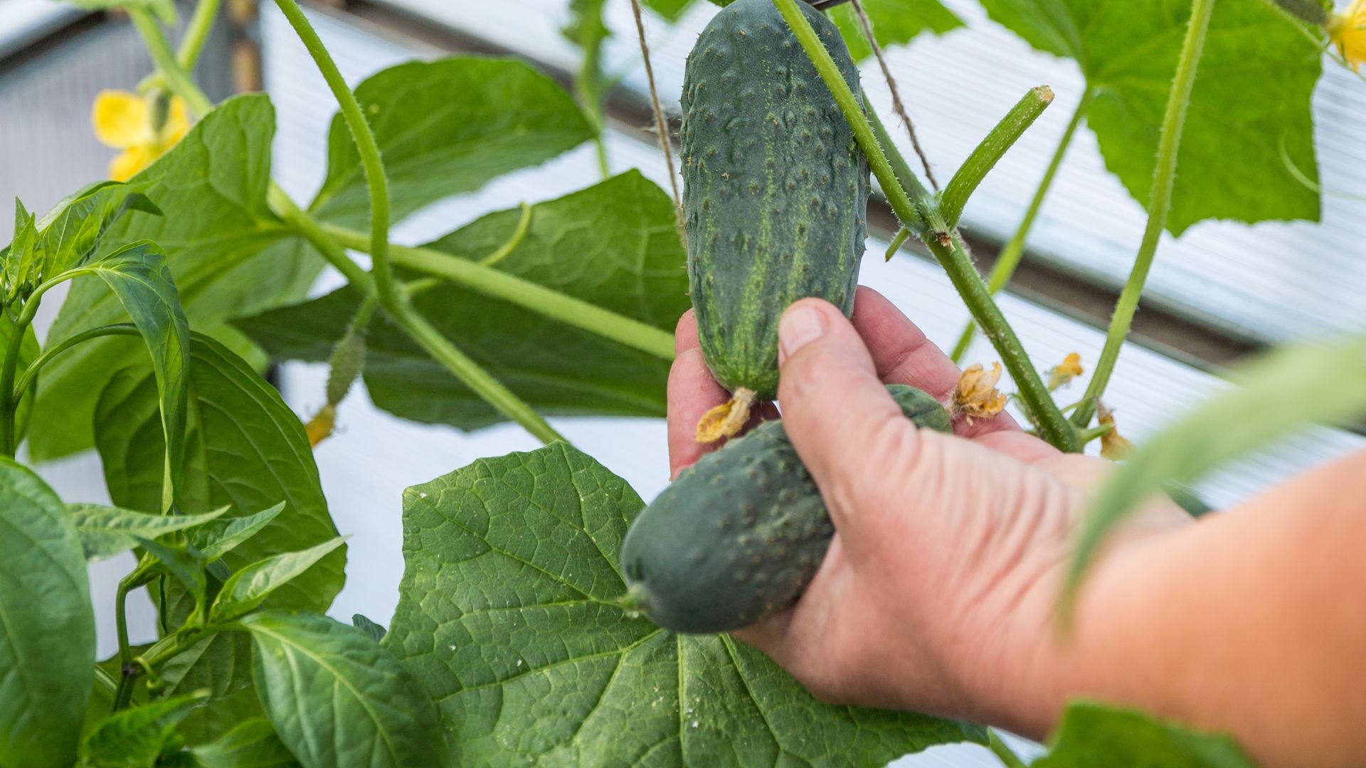 cucumbers