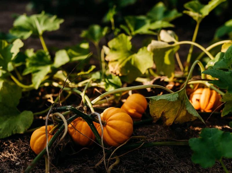 Pumpkins