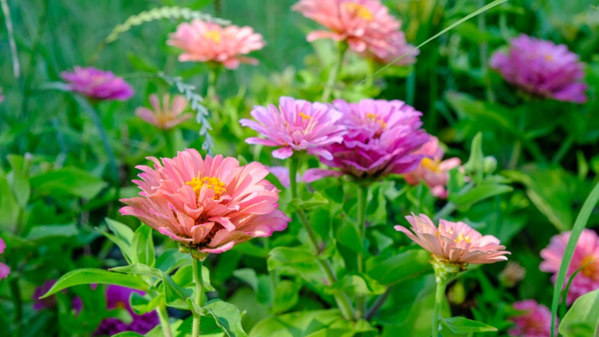 zinnia in bloom