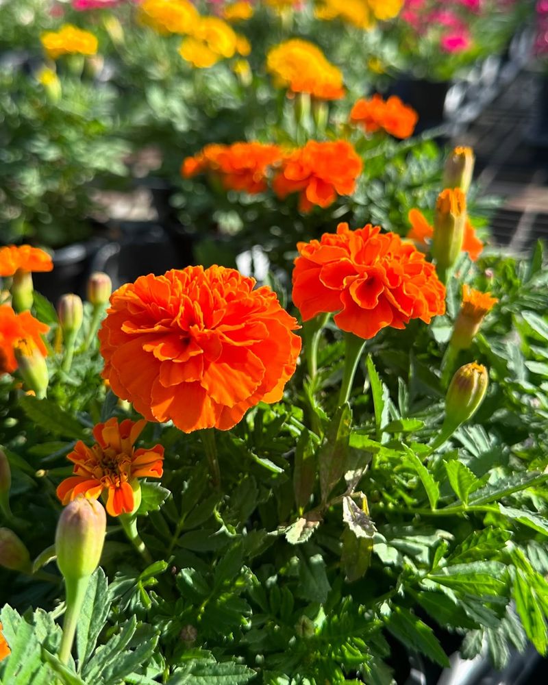 Marigolds - Sunshine in Flower Form