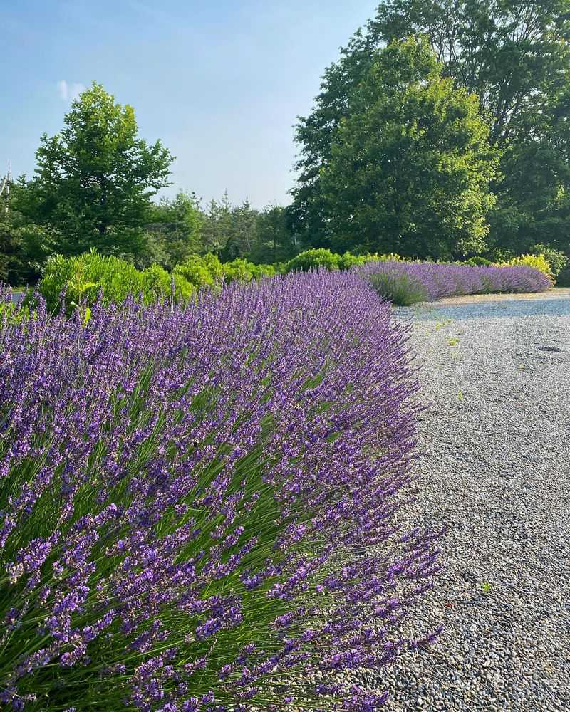 Lavender Waves