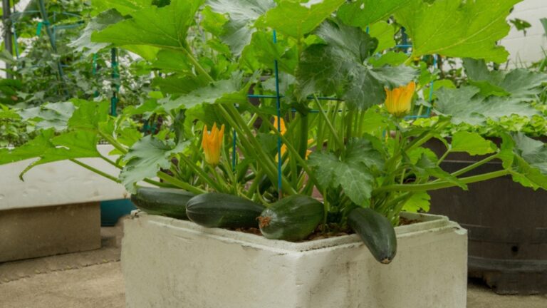 zucchini in a container