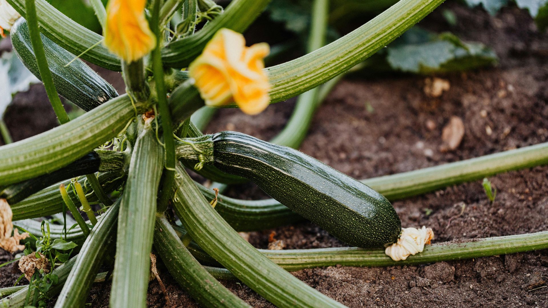 16 Zucchini Growing Mistakes That Lead To No Fruit (And How To Avoid Them)