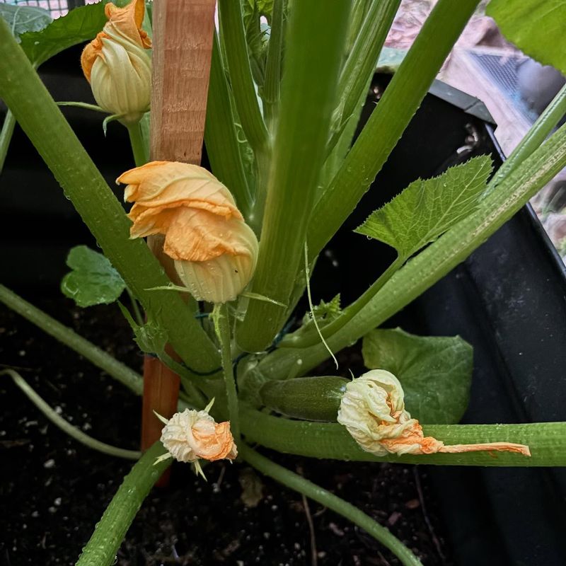 Poor Pollination