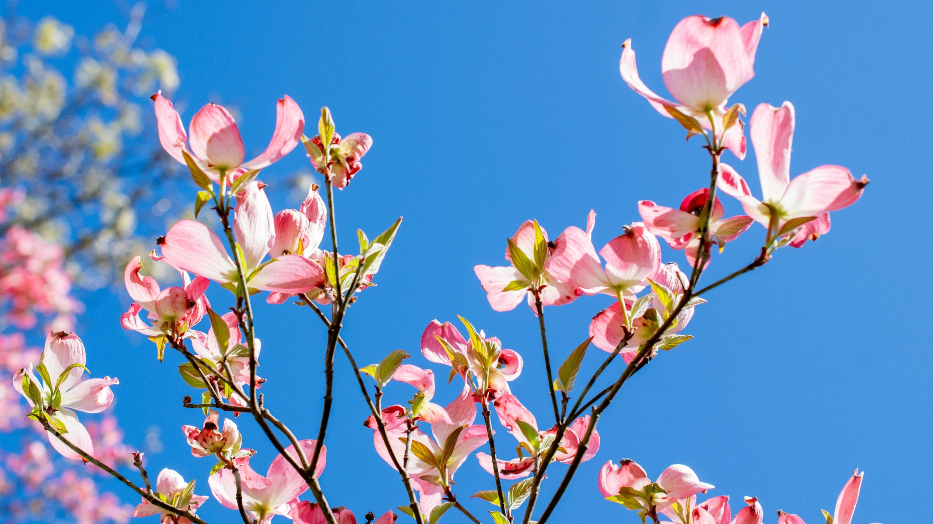 17 Beautiful Accent Trees That Bring Birds And Butterflies (Plus More Pollinator-Friendly Picks)