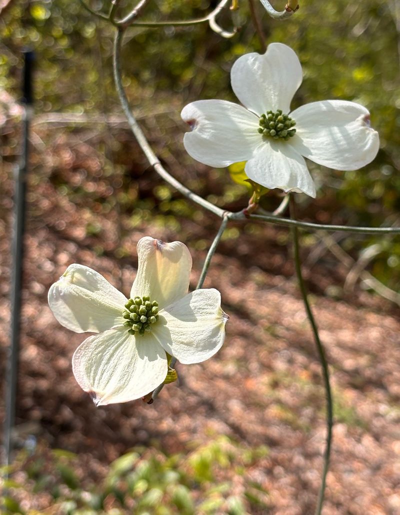 Dogwood