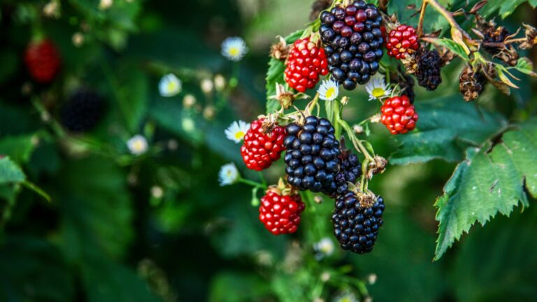 Blackberries