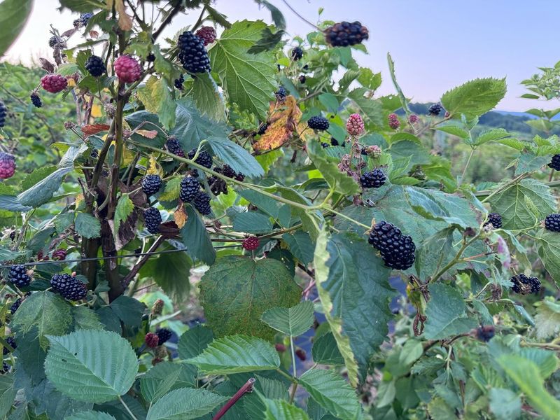 Blackberries