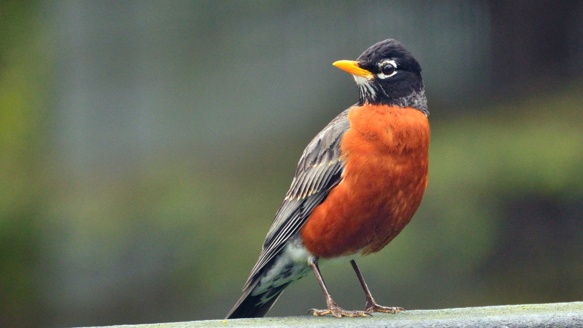 17 Birds That Will Be The First To Visit Your Yard This Spring