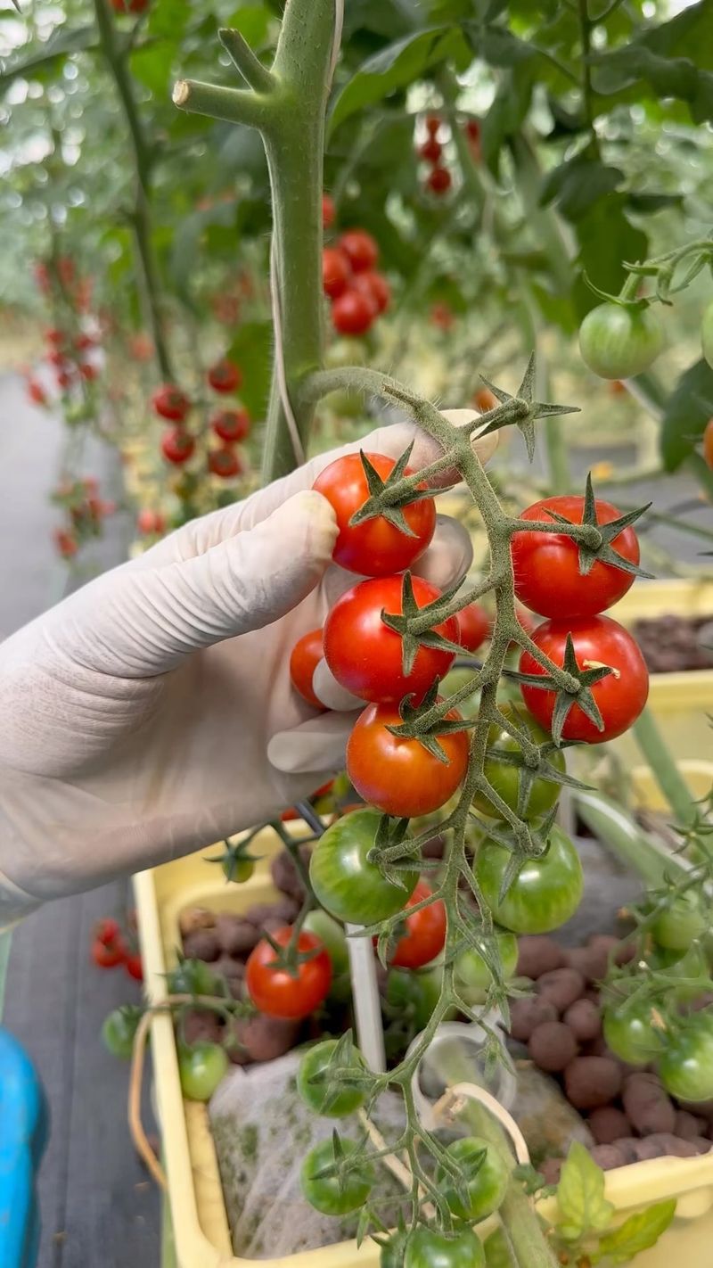 Pick the Right Tomato Varieties