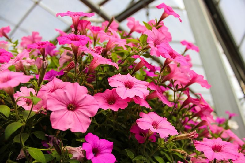 Cascading Petunias