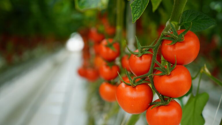 hydroponic tomatoes