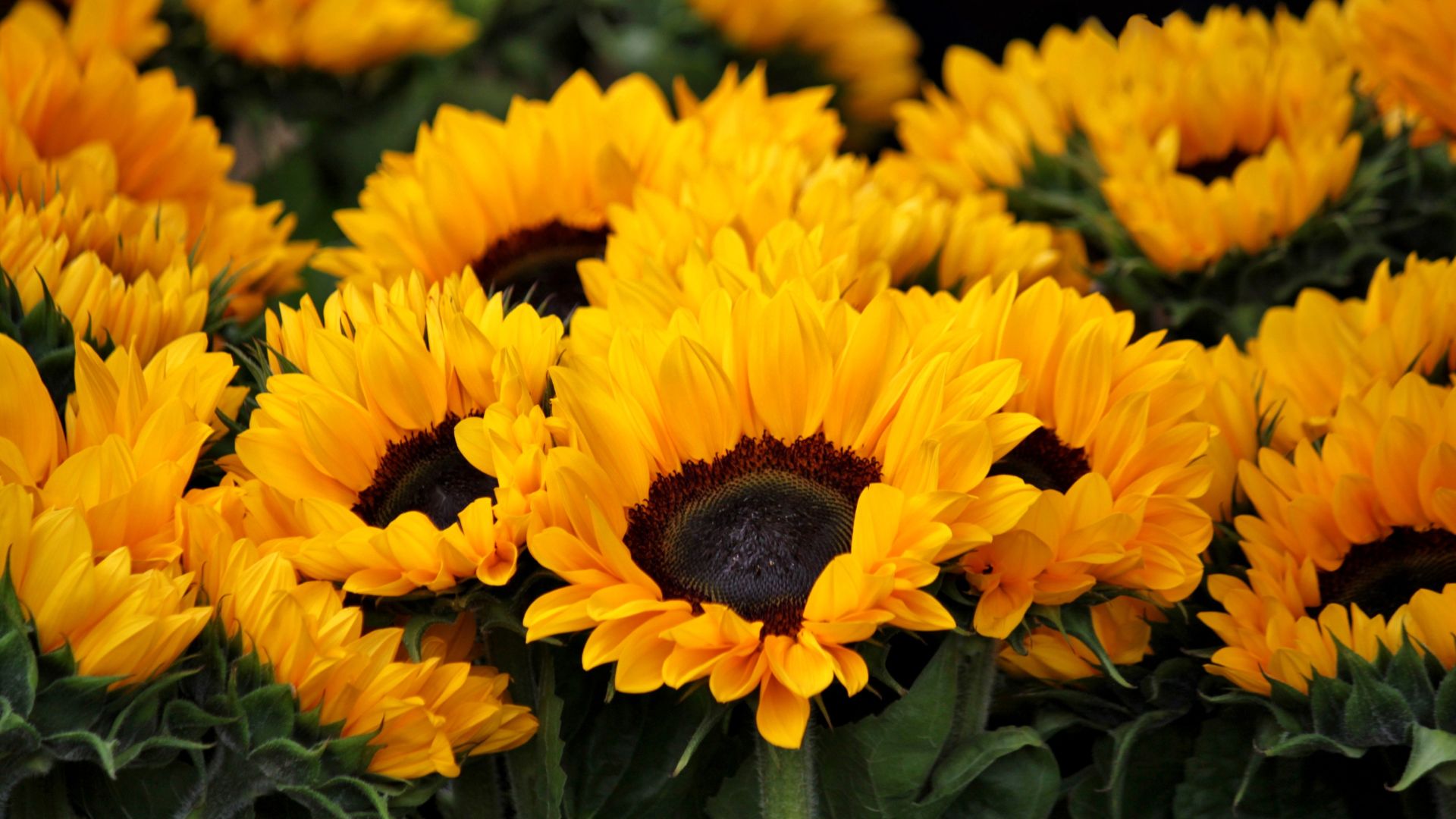 17 Cheap Flowers That Will Instantly Brighten Up Your Yard