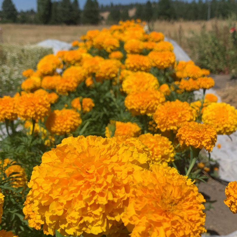 Marigolds