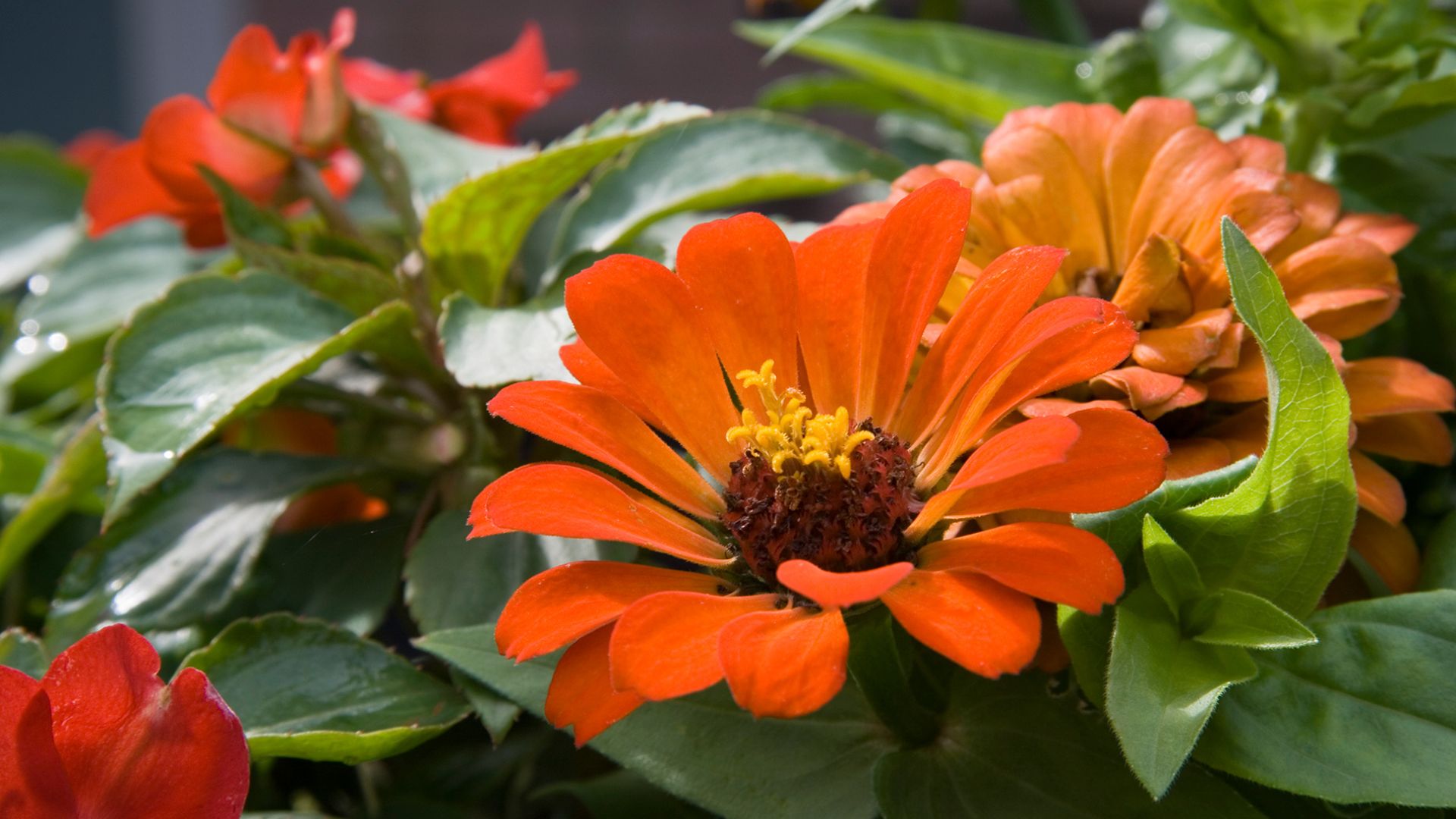 17 Colorful Summer Bloomers That Flower Nonstop Until Fall