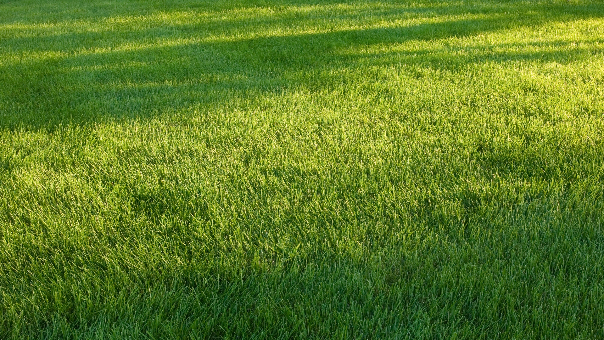 17 Common Grass Problems You Can Easily Fix Yourself (And Tips To Keep It Healthy)