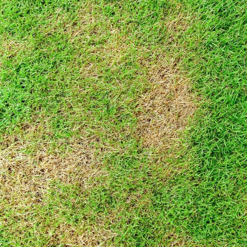Brown Patches
