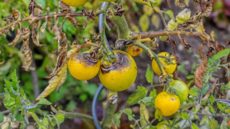 tomato with yellow leaves