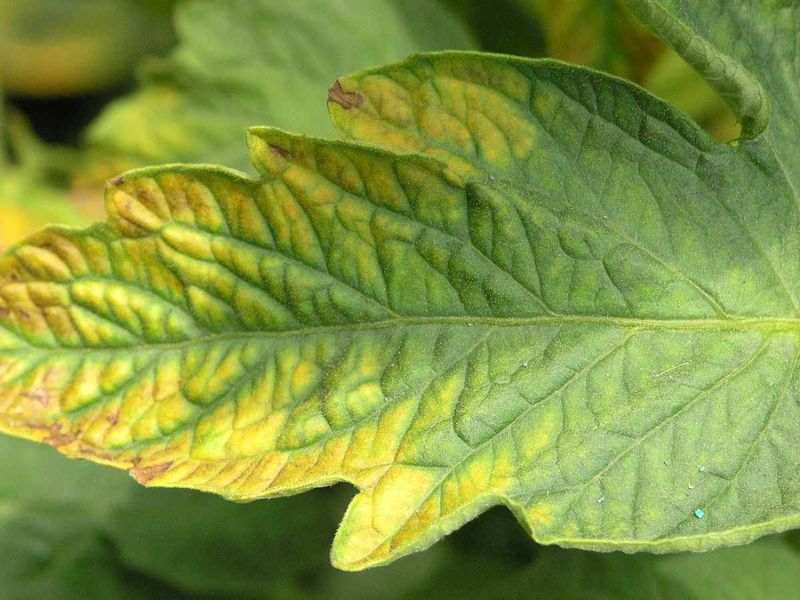 Nitrogen Deficiency