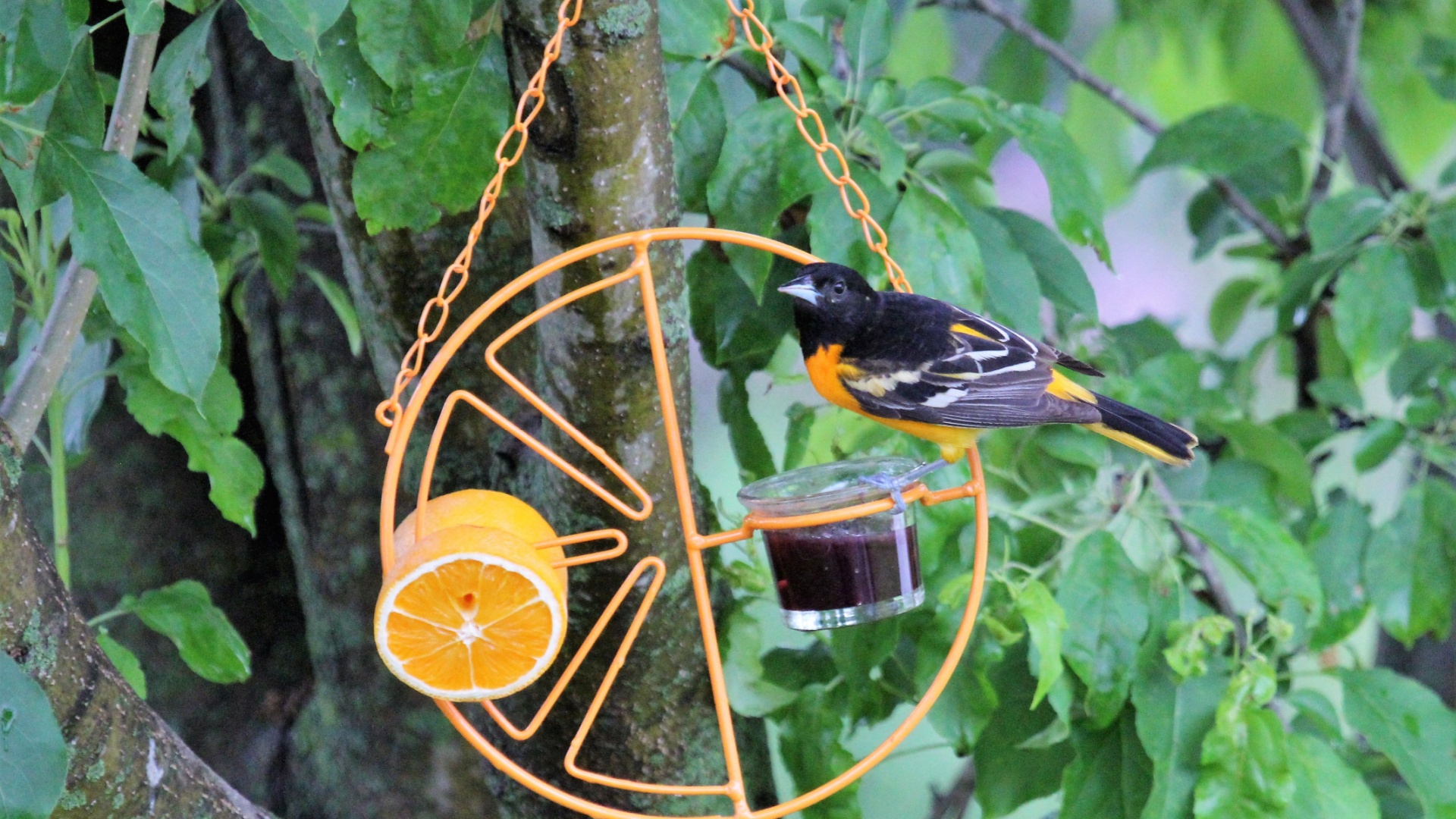 17 Common Things You Already Own That Can Turn Your Yard Into A Bird Haven