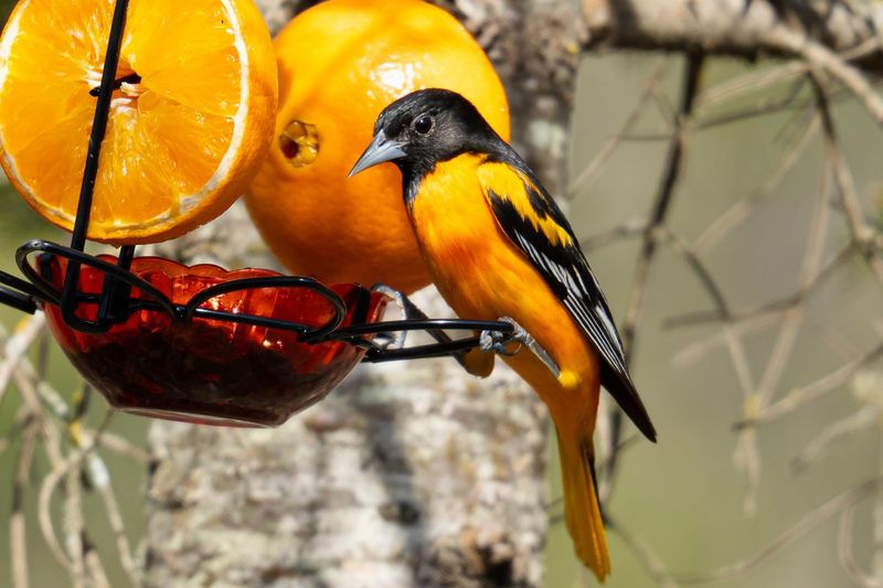 Orange Halves for Orioles