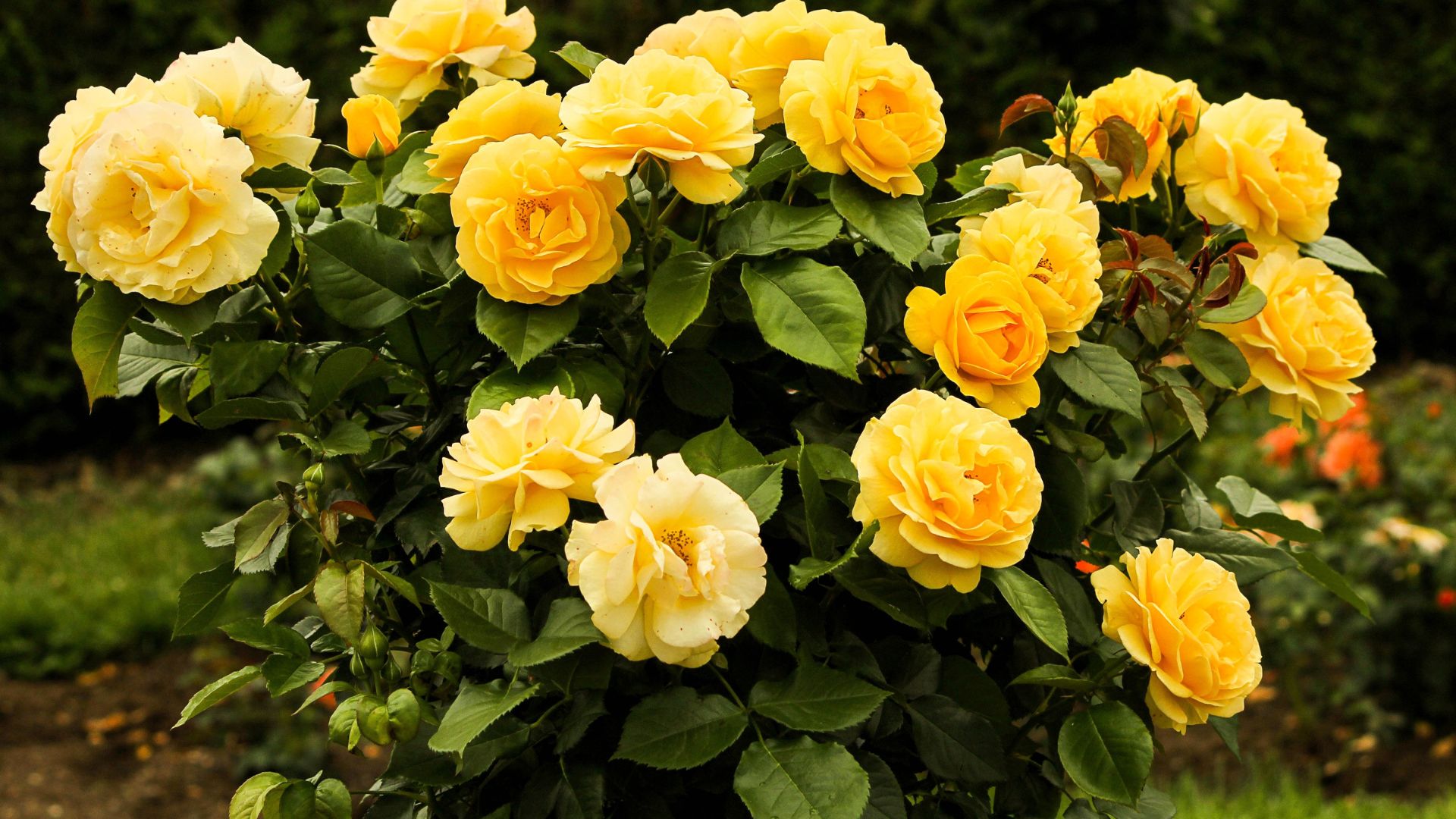 rose bushes