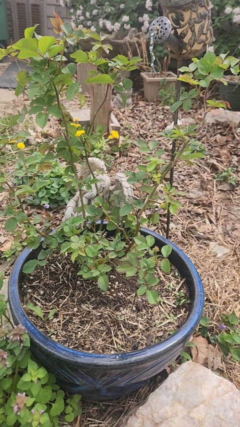 Improper Watering Habits