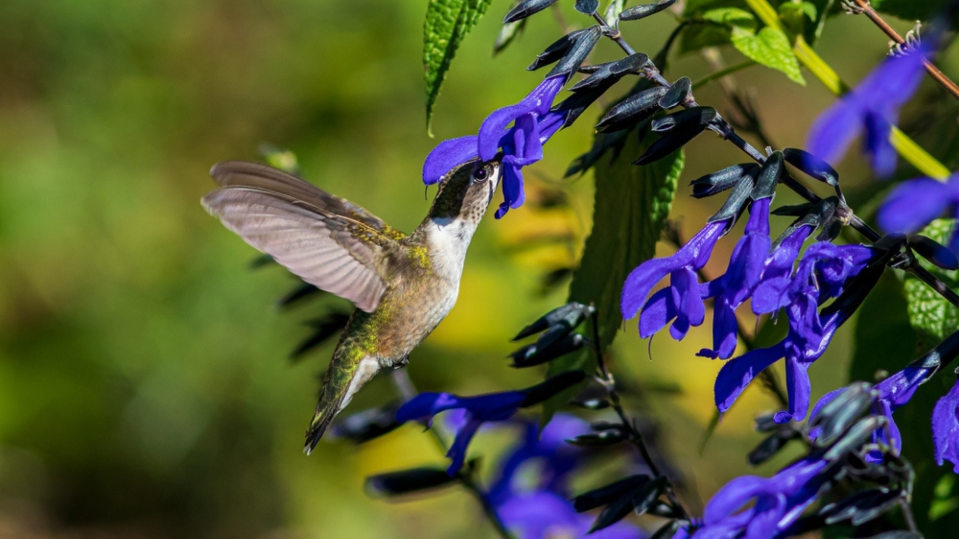 17 Drought-Resistant Blooms Hummingbirds Love (Even When It’s Blazing Hot)