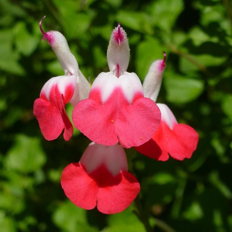 Salvia 'Hot Lips'