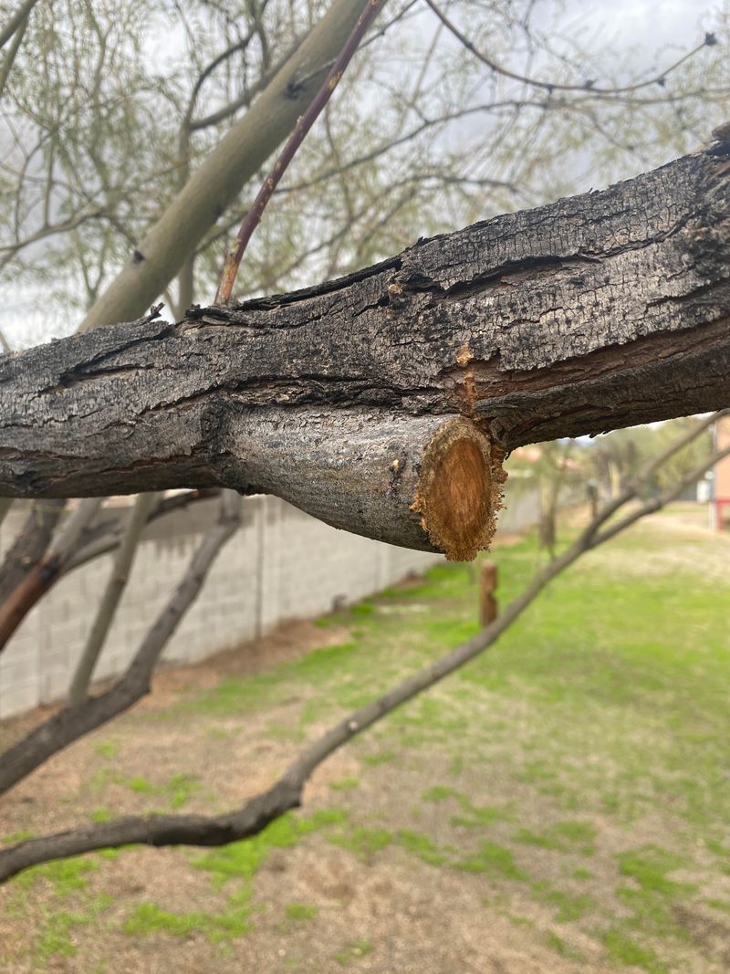 Prune Damaged Branches