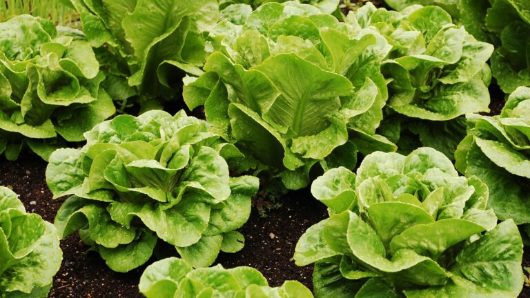 Green romaine lettuce in garden