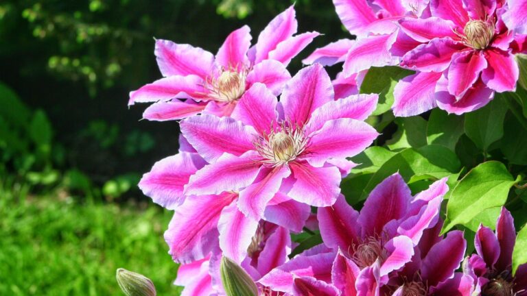 clematis flowers