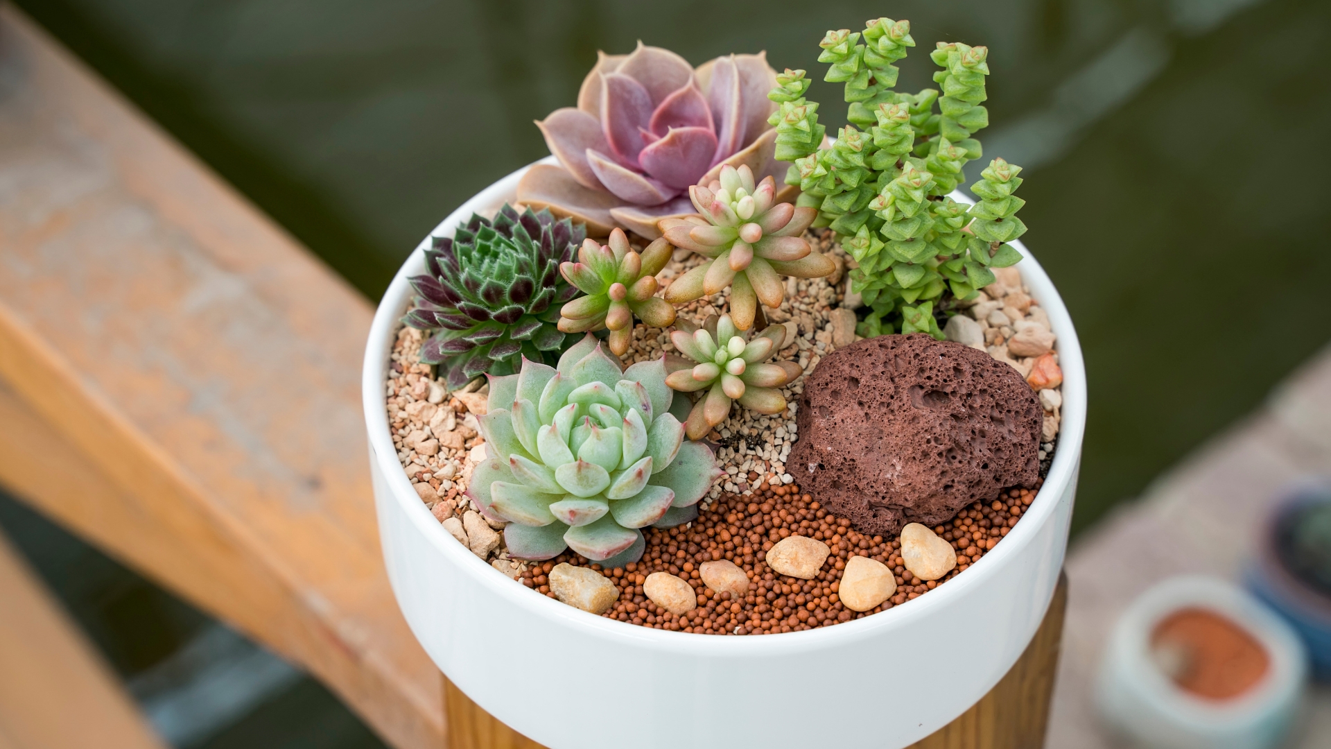Succulent