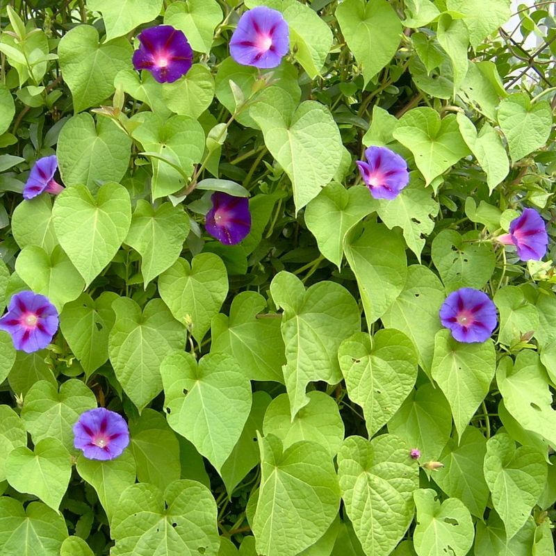 Annual Morning Glory