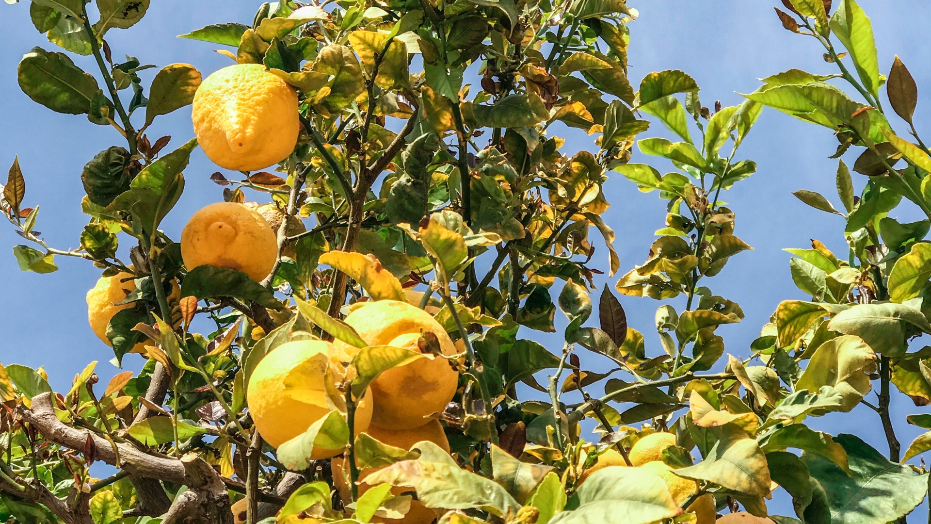 meyer lemon